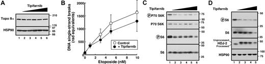 Figure 3. Tipifarnib preferentially inhibits signaling downstream of mTOR. (A) HL-60 cells treated with 0, 62.5, 125, 250, 500, or 1000 nM tipifarnib (lanes 1-6, respectively) were washed and examined for topoisomerase IIα content by immunoblotting. Numbers at right represent migration of molecular markers in kilodaltons. The same blot was probed with anti-Hsp90 as a loading control. (B) Alkaline elution to evaluate the possibility that tipifarnib enhances etoposide uptake and/or trapping of covalent topoisomerase II-DNA complexes. After log-phase HL-60 cells were treated for 24 hours with 1 μM tipifarnib or diluent, etoposide was added for 30 minutes. The ability of etoposide to stabilize covalent protein-DNA covalent complexes was quantitated as indicated.62 (C) HL-60 cells were treated with diluent (lane 1), 62.5 (lane 2), 125 (lane 3), 250 (lane 4), 500 (lane 5), or 1000 nM (lane 6) tipifarnib for 24 hours. Whole-cell lysates were blotted with antibodies to phospho-Thr389-p70S6 kinase, phospho-Ser235/236-S6, p70S6 kinase, and total S6 protein. (D) U937 cells were treated with diluent (lane 1), 125 (lane 2), 250 (lane 3), 500 (lane 4), or 1000 nM (lane 5) tipifarnib for 24 hours. Whole-cell lysates were blotted with antibodies to phospho-Ser235/236-S6, total S6, the farnesylated protein HDJ-2 and, as a loading control, heat shock protein 90.