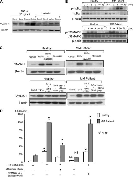 Figure 2. VCAM-1 expression, IL-6 production, and downstream signaling of NF-κB and p38 MAPK by stromal cells from MM patients and healthy subjects. (A) Stromal cells from healthy and MM patients were cultured with 10 ng/mL TNF-α for 4 days, the cell lysates were collected, and the levels of VCAM-1 were determined by Western blot analysis using anti–VCAM-1 antibody. Densitometry readings were all compared with healthy patient 1 untreated stromal cells. (B) Activation of downstream signaling pathways in normal or MM stromal cells induced by TNF-α. Stromal cells (5 × 104 cells/well) from healthy subjects and MM patients were cultured with 10% FCS in IMDM for 14 days. Cells were then cultured with 2% FCS in IMDM for 24 hours as a means of starvation. After starvation, cells were exposed to TNF-α (10 ng/mL) for the indicated times. Cells were lysed, fractionated by SDS-PAGE, and analyzed by immunoblot using antibodies recognizing phosphorylated and total signaling molecules of IκBα and p38 MAPK. β-Actin served as the loading control. (C) NEMO inhibitor but not p38 inhibitor decreases TNF-α–induced VCAM-1 expression in MM stromal cells. Stromal cells from MM patients were cultured for 4 days with TNF-α in the presence or absence of 10 μM NEMO inhibitor or 10 μM of a p38 MAPK inhibitor (SB203580). The cell lysates were collected and analyzed by Western blot analysis using anti–mouse VCAM-1. Densitometry reading for healthy subjects and MM patients were compared independently to their relevant MM or normal controls. (D) IL-6 production from MM stromal cells was blocked by the p38 MAPK inhibitor. Stromal cells from MM patients were cultured for 4 days with TNF-α and/or NEMO and p38 MAPK inhibitors. The culture media were collected, and IL-6 was measured with an IL-6 ELISA kit. *P < .01 compared from TNF-α alone. NS indicates not significantly different from vehicle treated cells. Similar results were seen in 6 independent experiments using MM and normal derived primary stromal cell samples.