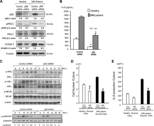 Figure 4. Effects of knockdown of p62 in marrow stromal cells. (A) p62 siRNA or control RNA transduced normal or MM stromal cells were cultured for 3 days, serum-starved for 24 hours and then exposed to serum for 10 minutes, and the cell lysates from the stromal cells were collected. Western blot analysis was performed using anti-p62 (BD Biosciences), anti–phosho-PKCζ, anti-PKCζ, and anti-VCAM-1, and the relative levels compared with the appropriate control were determined by densitometry. (B) IL-6 concentrations in culture media were measured after 3 days of culture by IL-6 ELISA assay kit. (C) Activation of downstream signaling pathways in p62 siRNA transduced MM stromal cells induced by TNF-α. p62 siRNA or control RNA transduced MM stromal cells (5 × 104 cells/well) were cultured with 10% FCS in IMDM for 2 days. Cells were then cultured with 2% FCS in IMDM for 24 hours as a means of starvation. After starvation, cells were exposed to TNF-α (10 ng/mL) for the indicated times. Cells were lysed, fractionated by SDS-PAGE, and analyzed by immunoblot using antibodies recognizing phosphorylated and total signaling molecules of IκBα, NF-κB, and p38 MAPK. β-Actin served as the loading control. All antibodies were purchased from Cell Signaling. (D) p62 siRNA (0-10 mg) or control siRNA transduced normal or myeloma-derived stromal cells were cocultured with the ANBL-6 MM cell line for 3 days. MM cell growth was determined by counting CD138+ MM cells after removing the MM cells by vigorously pipeting. (E) Stromal cells were cocultured with ANBL-6 as described in “Methods.” The conditioned media were collected after 3 days, and the IL-6 concentrations were measured by ELISA kit. Similar results were seen in 3 independent experiments.