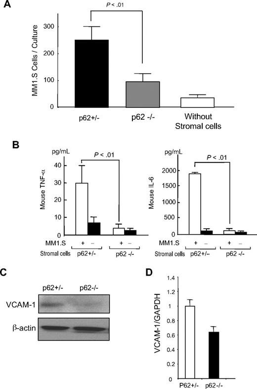 Figure 5. Human MM cell growth by p62−/− stromal cells. (A) Marrow stromal cells from p62−/− or p62+/− mice were cocultured with GFP-labeled MM1.S cells for 3 days. Identification of MM cells was performed by fluorescence microscopy. Results represent the mean (± SEM) for 4 determinations. *P < .01 compared with cultures containing stromal cells from p62+/− mice. (B) IL-6 and TNF-α production in cocultures of human MM cells with p62−/− or p62+/− mouse marrow stromal cells. Stromal cells from p62−/− or p62+/− littermates were cocultured with MM1.S cells for 3 days. The conditioned media were harvested and assayed using commercially available ELISAs. Results represent the mean (± SEM) for 4 determinations. *P < .01 compared with cultures containing p62+/− stromal cells. (C) VCAM-1 expression on stromal cells. Stromal cells from the p62−/− or p62+/− littermates were cultured for 3 days, the cell lysates were collected, and analyzed by Western blot using anti–mouse VCAM-1. (D) VCAM-1 mRNA levels in p62+/− or p62−/− bone marrow stromal cells cocultured with MM1.S. Marrow stromal cells from p62+/− or p62−/− mice were cocultured with MM1.S cells for 3 days, the myeloma cells removed by vigorous washing as described in “Discussion,” and murine VCAM-1 mRNA was quantitated by quantitative PCR. Similar results were seen in 3 independent experiments.