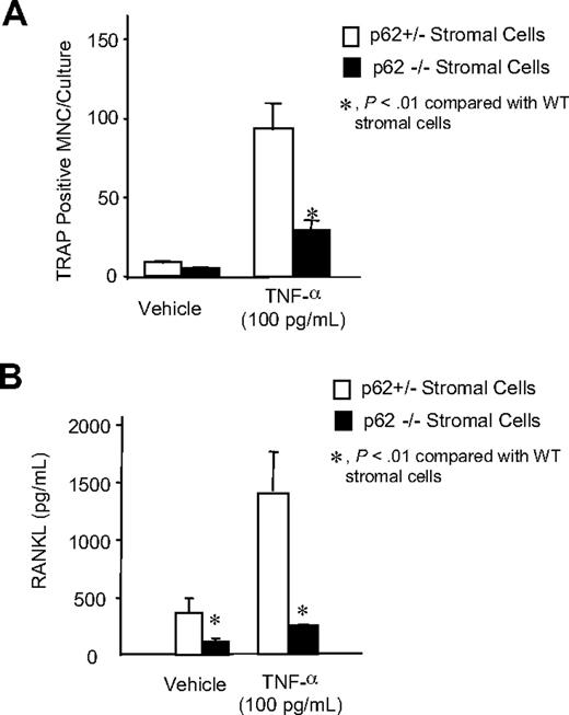 Figure 6. OCL formation in cocultures of normal OCL precursors with p62−/− stromal cells treated with TNF-α. (A) CFU-GM cells (104 cells/well) from spleens of p62+/− mice were cultured with stromal cells from p62+/− and p62−/− mice for 7 days in the presence of TNF-α. The cells were then stained for TRAP, a marker enzyme of OCLs, and the number of TRAP+ multinucleated cells determined. Results represent the mean (± SEM) for 4 determinations. *P < .01 compared with cells cocultured with p62+/− cultures. (B) RANKL production by p62+/− and p62−/− mouse stromal cells. Stromal cells from long-term mouse marrow cultures were treated with media alone or TNF-α. Conditioned media were harvested 4 days after the start of the cultures. The concentration of soluble RANKL present was determined using an ELISA kit for mouse RANKL. Results are reported as RANKL concentration (pg/mL) and are the mean (± SEM) of 4 samples. *P < .01, compared with p62+/− stromal cell cultures. Similar results were seen in 3 independent experiments.