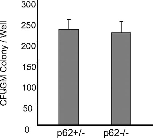 Figure 7. CFU-GM colony formation in cultures of p62+/− and p62−/− bone marrow cells. Marrow cells were cultured at 5 × 103 cells/well in α-MEM containing 1.2% methylcellulose, 30% FBS, 1% deionized BSA, and 100 pg/mL recombinant mouse GM-CSF (R&D Systems). Cells were plated in a volume of 1.0 mL in a 35-mm Petri dish and were incubated at 37°C in a humidified atmosphere of 5% CO2 for 7 days. CFU-GM colonies were scored after 7 days of culture using an inverted microscope.