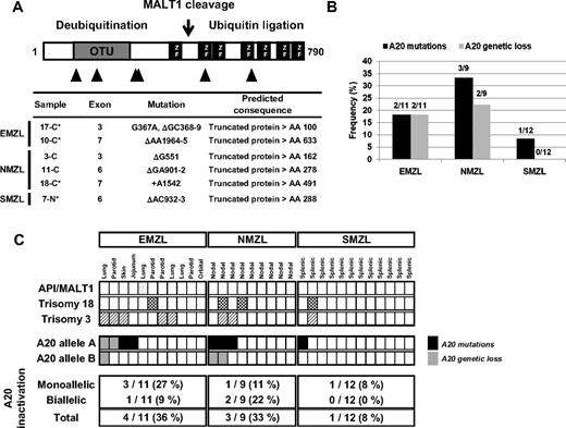 Figure 2. Mono- and bi-allelic inactivation of A20 in MZL. (A) Distribution and features of A20 mutations in MZL. Schematic representation of the human A20 protein with its functional domains (OTU indicates ovarian tumor domain, mediating the deubiquitinating activity of A20; ZF, zinc-finger domain, exerting the ubiquitin ligase activity of A20); the cleavage site of A20 by the MALT1 protease18 is also indicated. The approximate location of A20 mutations is indicated below the map with triangles, and the types of mutations are described in detail in the table. *In these cases, the somatic origin of the mutation was confirmed by analysis of matched normal DNA. (B) Frequencies of A20 mutations and genetic loss in MZL subtypes. (C) Allelic distribution of A20 inactivation by mutations and deletions and known recurrent cytogenetic aberrations for all MZL cases analyzed. Each column represents 1 case, and the sites of the EMZL are indicated.