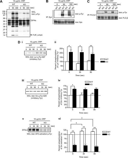 Figure 3. GPVI proximal signaling is defective in CD148-deficient platelets. (A) Whole-cell lysates (WCLs) prepared of resting and collagen-related peptide (CRP)–activated platelets from wild-type (WT) and CD148 transmembrane-knockout (KO) mice were Western blotted with an anti-phosphotyrosine antibody (p-Tyr). Platelets were stimulated with 10 μg/mL CRP for 90 and 300 seconds (sec). Bands corresponding to Src family kinases (SFKs) and FcR γ-chain are indicated. (B) Syk and (C) PLCγ2 were immunoprecipitated from equal amounts of WCLs and blotted with a anti-phosphotyrosine antibody. Membranes were subsequently stripped and reblotted with anti-Syk and anti-PLCγ2 antibodies. (Di-vi) WCLs prepared of platelets stimulated for 0, 30, and 90 seconds with CRP were Western blotted for (Di) Lyn p-Tyr-507, (Diii) Src p-Tyr-529, and (Dv) SFK activation loop p-Tyr. Blots are representative of 4 to 6 experiments. (Dii, iv, vi) Band intensities were quantified from 4 separate experiments (mean ± SEM; *P < .05, **P < .01).