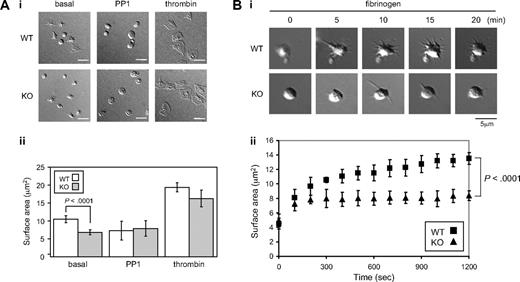 Figure 4. CD148 is essential for αIIbβ3-mediated platelet spreading. (Ai) Washed platelets (2 × 107/mL) from wild-type (WT) and CD148 transmembrane-knockout (KO) mice were treated with 10 μM indomethacin and 2 U/mL apyrase in the absence (basal) and presence of either 10 μM PP1 or 1 U/mL thrombin before being placed on a fibrinogen-coated surface for 45 minutes. Platelets were fixed and images captured by differential interference contrast (DIC) microscopy (5 μm scale bar). (Aii) Surface areas of platelets per condition shown in (Ai) were measured using ImageJ software (mean ± SEM; n = 250-500 individual platelets per condition). (Bi) Representative DIC images of WT and KO platelets captured in real time at 0, 5, 10, 15, and 20 minutes (min) after being placed on a fibrinogen-coated surface, in the presence of 10 μM indomethacin and 2 U/mL apyrase. (Bii) Surface areas of individual platelets were measured at various time points during spreading on fibrinogen using ImageJ software (mean ± SEM; n = 6-10 platelets per time point). P value was calculated by 2-way analysis of variance. Results are representative of 3 WT and 3 KO mice. See also Figure S4 Videos S1,S2.