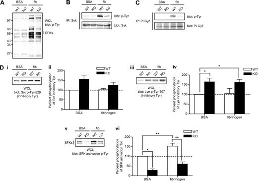 Figure 5. Defective αIIbβ3 signaling in CD148-deficient platelets. Platelets from wild-type (WT) and CD148 transmembrane-knockout (KO) mice were plated on BSA- and fibrinogen-coated surfaces for 45 minutes. Whole cell lysates (WCLs) were prepared of BSA (BSA) nonadherent and fibrinogen (fib) adherent platelets. (A) Equal amounts of total protein were resolved by SDS-PAGE and Western blotted with an anti-phosphotyrosine antibody (p-Tyr). (B) Syk and (C) PLCγ2 were immunoprecipitated from equal amounts of WCLs and blotted with an anti-phosphotyrosine antibody. Membranes were subsequently stripped and reblotted with anti-Syk and anti-PLCγ2 antibodies. (Di-vi) WCLs were Western blotted with (Di) an anti-Src p-Tyr-529 antibody, (Diii) an anti-Lyn p-Tyr-507 antibody, and (Dv) an anti-Src family kinase (SFK) activation loop p-Tyr antibody. Blots are representative of 4 to 6 experiments. (Dii, iv, vi) Band intensities were quantified from 4 separate experiments (mean ± SEM; *P < .05, **P < .01).