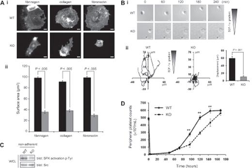 Figure 6. CD148-deficient megakaryocytes do not spread or migrate. (Ai) Cultured bone marrow–derived megakaryocytes from wild-type (WT) and CD148 transmembrane-knockout (KO) mice were plated on fibrinogen-, collagen-, and fibronectin-coated surfaces. Adherent megakaryocytes were fixed, permeablized, and actin fibers stained with rhodamine-phalloidin. Representative images from 3 separate experiments (20 μm scale bar). (Aii) The surface area of spread megakaryocytes was quantified and presented as mean ± SEM. (Bi) WT and KO megakaryocytes were placed on a fibronectin-coated surface and allowed to migrate toward a SDF-1α gradient in a Dunn chamber. Images were captured at the indicated times by differential interference contrast microscopy (20 μm scale bar). (Bii) The direction and distance traveled by individual megakaryocytes was tracked in real time and plotted as shown. Each trace was generated by a single megakaryocyte over a 4-hour period. Representative images from 3 separate experiments. See also Figure S6 Videos S3,S4. (C) Whole-cell lysates (WCLs) prepared of nonadherent WT, and KO megakaryocytes were Western blotted with an anti-Src family kinase (SFK) activation p-Tyr antibody. Membranes were stripped and reblotted with an anti–Src-pan antibody (Src). Representative images from 2 experiments. (D) Delayed thrombopoiesis in CD48 TM-KO mice after complement-mediated immune thrombocytopenia. Thrombocytopenia was induced in WT and KO mice by an intraperitoneal injection of anti–mouse GPIbα antibody (2 μg/g of mouse). Peripheral platelet counts were measured 7 days before injection (time = 0) and at 3, 48, 72, 96, 120, 144, and 172 hours after injection (n = 3-4 mice per time point). Mean platelet count (± SEM) was plotted as a function of time (**P < .01).