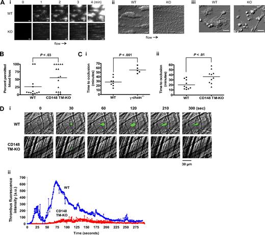 Figure 7. CD148 positively regulates platelet aggregate formation on collagen under flow and thrombus formation in vivo. (Ai) Anticoagulated blood from wild-type (WT) and CD148 transmembrane-knockout (KO) mice was flowed through collagen-coated capillary tubes at 1000 s−1. Platelets were fluorescently labeled with DiOC6 before being flowed. Representative images were taken in real time by fluorescence microscopy (10 μm scale bar). (Aii) Differential interference contrast (DIC) images of fixed platelets on collagen fibrils after being flowed through collagen-coated capillary tubes at 1000 s−1 for 4 minutes (10 μm scale bar). (Aiii) High magnification DIC images of adherent platelets from panel (Aii) (5 μm scale bar). Results are representative of 3 WT and 3 KO mice. See also Figure S7 Videos S5,S6. (B-D) The functional role of CD148 in thrombosis and hemostasis was investigated using 3 different in vivo assays: (B) the tail bleeding assay, (C) the ferric chloride injury model, and (D) the laser injury model. (B) CD148 transmembrane-knockout (CD148 TM-KO) mice exhibited prolonged bleeding compared with litter-matched WT mice, after excision of a small portion of the tail tip. Symbols represent individual mice. Horizontal lines intersecting datasets represent the mean. (Ci) FcR γ-chain–deficient (γ-chain−/−) and (Cii) CD148 TM-KO mice exhibited delayed vascular occlusion after ferric chloride–induced injury of mesenteric arterioles compared with litter-matched WT mice. (Di) Platelets from WT and CD148 TM-KO mice were fluorescently labeled ex vivo with rat anti–mouse αIIb primary antibody and Alex488-conjugated secondary antibody before being reintroduced into recipient mice. Arterioles in cremaster muscles of recipients were subsequently injured by laser, and the accumulation of platelets (green) into the thrombi was assessed. Representative images from 5 WT and 5 CD148 TM-KO mice are shown. (Dii) Each curve represents the median integrated thrombus fluorescence intensity in arbitrary units (a.u.) for 25 thrombi induced in 5 mice of each genotype. See also Figure S7 Videos S7,S8.