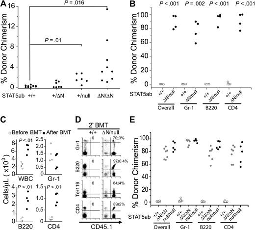 Figure 1. Host STAT5 dosage in adult mice controls HSC engraftment during nonablative transplantation. Recipient mice (CD45.2) were transplanted with either 5 × 106 GFP-transgenic or CD45.1 BM cells under nonablative conditions. (A) Percentage of donor chimerism in each recipient mouse 16 weeks after transplantation. From 2 separate injection dates, wild-type (n = 10), STAT5ab+/ΔN (n = 8), STAT5ab+/null (n = 6), and from 10 separate injection dates (29 mice total), STAT5abΔN/ΔN (n = 9 surviving mice). (B) Percentage of donor-derived overall and Gr-1+, B220+, or CD4+ cells in each recipient mouse 16 to 24 weeks after transplantation. From 4 separate injection dates, wild-type (n = 4), STAT5abΔN/null (n = 4). (C) Peripheral blood hematology of each STAT5abΔN/null mouse before and 16 to 24 weeks after injection with donor BM cells. (D) Percentage of donor-derived Gr-1, B220, Ter119, or CD4 cells obtained in lethally irradiated secondary recipients. Two wild-type and 2 STAT5abΔN/null engrafted mice from panel B were used as donors for the secondary transplantation. Each donor was transplanted into 5 recipients. The representative dot plot from one secondary recipient is shown. Mean plus or minus SD values for all recipients are indicated above each plot. (E) E14.5 fetal liver cells from wild-type, STAT5abΔN/ΔN, or STAT5abnull/null CD45.2+ donors were transplanted into lethally irradiated CD45.1 recipients. Sixteen weeks later, the transplanted BM chimeras were challenged with 5 × 106 GFP-transgenic BM cells. The percentage of donor-derived (GFP+) overall and Gr-1, B220, and CD4 cells in each mouse was determined by flow cytometry 16 weeks later. The number of chimeras challenged from 2 separate injection dates were wild-type (n = 9), STAT5abΔN/ΔN (n = 7), and STAT5abnull/null (n = 5). For t tests relative to wild-type, P < .001.