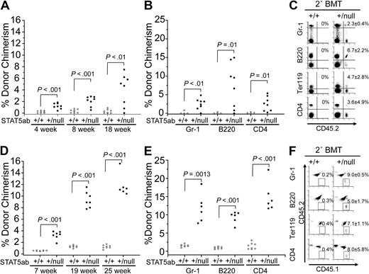 Figure 3. Improved engraftment of STAT5ab+/null recipients on either the BoyJ (CD45.1) or F1 (CD45.1/CD45.2) background. (A,B) Wild-type or STAT5ab+/null mice on the CD45.1 background were injected with 5 × 106 CD45.2 BM cells. The numbers of mice injected from 3 separate injection dates were wild type (n = 8) and STAT5ab+/null (n = 8). The percentage of donor chimerism (% CD45.2+ cells) in each recipient mouse was determined 4, 8, and 18 weeks after transplantation. Multilineage analysis in Gr-1, B220, and CD4 cells was determined 18 weeks after transplantation on 4 of the wild-type and all of the mutant recipients. (C) A representative dot plot from the secondary transplantation is shown (one donor into 5 recipients). Data are from a pool of 3 wild-type or 3 STAT5ab+/null engrafted mice used as donors. (D,E) Recipient mice on the F1 background were transplanted with 5 × 106 CD45.1 BM cells on a single injection date. The percentage of donor chimerism (% CD45.1+CD45.2− cells) in each recipient mouse was determined 7, 19, and 25 weeks after transplantation for wild-type (n = 8) and STAT5ab+/null (n = 7) mice. One mouse died between 19 and 25 weeks. For multilineage analysis, the percentage of CD45.1+CD45.2− cells was determined for Gr-1, B220, or CD4 cells in each recipient mouse 25 weeks after transplantation. (F) Representative dot plot (gated first on Gr-1, B220, Ter119, or CD4) after secondary transplantation with a pool of 3 wild-type and 3 STAT5ab+/null engrafted mice (one donor into 5 recipients). Above each plot in panels C and F are mean plus or minus SD values of the percentage of donor chimerism from 5 recipients.