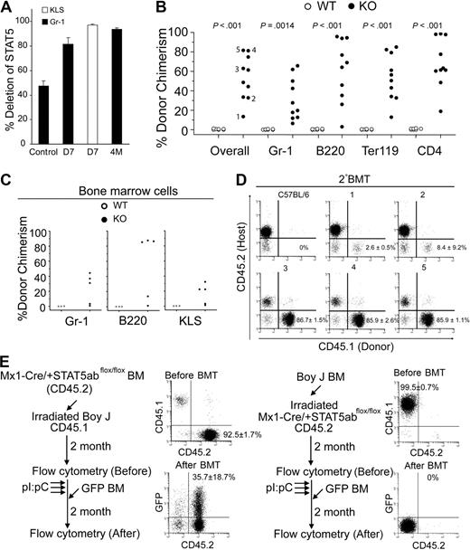 Figure 4. Conditional deletion of STAT5 in adult host HSCs, but not stroma, permits efficient stem cell replacement. (A) The percentage of deletion of STAT5 in Gr-1+ cells 7 days (D7) or 4 months (4M) after pI:pC treatment (3 doses, 16 mg/kg, every other day) was determined by real-time quantitative PCR (n = 5) normalized to wild-type STAT5 (■). The control is STAT5abflox/null mice, which should yield 50% the amount of wild-type STAT5. Deletion in the KLS pool on day 7 is also shown (□). (B) Percentage of CD45.1-derived overall and Gr-1, B220, Ter119, or CD4 cells in the peripheral blood of each recipient 22 to 40 weeks after transplantation into wild-type (n = 7) or STAT5 KO (n = 10) from 2 separate injection dates. (C) Percentage of CD45.1-derived Gr-1, B220, or c-Kit+Lin−Sca-1+ cells in BM from each recipient (1-5 in Figure 4B) 40 weeks after transplantation. (D) A representative dot plot from each secondary recipient mouse (nos. 1-5) 16 weeks after transplantation with one primary donor equivalent per 5 secondary recipients. Each engrafted mouse in panel C was transplanted into 3 lethally irradiated CD45.2 recipient, and the numbers shown are mean plus or minus SD values of the percentage of donor chimerism from all 3 recipients. (E) Experimental outline, representative fluorescence-activated cell sorting, and average donor chimerism (mean ± SD) from chimeric mice before and after transplantation with 5 × 106 GFP-transgenic BM cells.