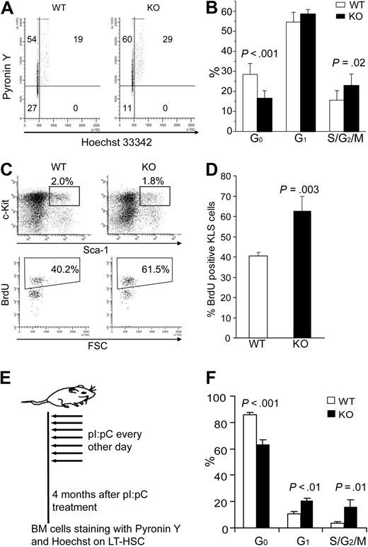 Figure 6. Conditional deletion of STAT5 causes rapid and sustained loss of HSC quiescence. (A) Representative flow cytometry analysis of Pyronin Y and Hoechst 33342 staining on KLS cells. (B) The percentage of KLS cells in G0, G1, and S/G2/M phase is shown as mean plus or minus SD values from wild-type (n = 9) and KO (n = 6) analyses. (C) Wild-type or KO mice were injected intraperitoneally with a single dose of BrdU (as described in “BrdU staining and cell-cycle analysis of HSC”) and killed 3 days later. Representative flow cytometric analysis is shown for BrdU incorporation into gated KLS cells. (D) Bars represent the percentage of BrdU+ cells per KLS cells expressed as mean plus or minus SD values for n = 3 per group. P values are indicated when significant differences were observed between WT and KO groups. (E) The 7-dose pI:pC treatment regimen with treatments on alternating days for 2 weeks. These mice were analyzed 4 months later in LT-HSC subsets defined as CD34− KLS. (F) Mice that received 7 doses of pI:pC were analyzed for cell-cycle status by Hoechst/Pyronin Y staining. Shown are values for G0, G1, and S/G2/M fractions for both wild-type and KO mice (n = 3).