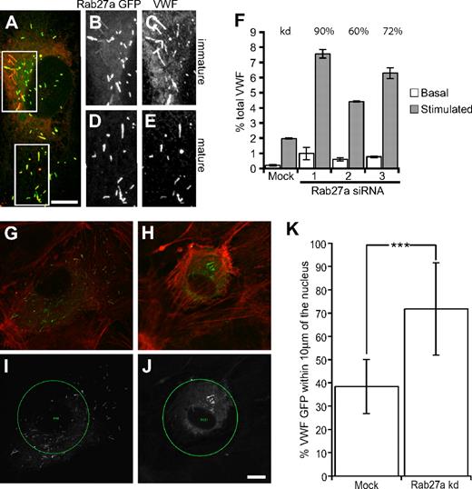 Figure 1. Rab27a-GFP is recruited in a postsynthesis step, and Rab27a knockdown increases stimulus-induced exocytosis of WPBs and results in fewer peripheral WPBs. (A) HUVECs were transfected with Rab27a-GFP and a maximum intensity projection made of confocal images of immunofluorescence staining of VWF (red) and Rab27a-GFP. Boxed images represent magnified images of Rab27a-GFP (B,D) and VWF expression (C,E) in immature (B,C) and more mature WPBs (D,E). (F) HUVECs were treated in 2 consecutive transfection rounds with 3 different siRNA oligonucleotides or a control siRNA oligonucleotide. Cells were incubated with serum-free media for 30 minutes or release media with PMA (100 ng/mL), cells were lysed and the VWF levels of each sample quantified by ELISA. Basal and stimulated release was normalized to total VWF. Rab27a mRNA expression levels in knockdown compared with mock-treated cells as determined by quantitative PCR are above the relevant bars. (G,I) Mock and (H,J) Rab27a siRNA-treated cells were plated out subconfluently after one round of nucleofection and microinjected with siRNA and VWF-GFP. (G,H) Confocal images were acquired of VWF-GFP and rhodamine phalloidin (red). (I,J) A 40-μm circle was placed at the cell nucleus, and the percentage of VWF-positive structures (white) present inside and outside the circle was determined (“Quantification of WPB distribution” in “Methods”). (K) Fifteen mock and 12 knockdown cells were selected from each condition from 2 separate experiments. The percentage present inside the 40-μm circle was plotted. ***P < .001 by Student t test and χ2 test. Bars represent 10 μm. (F,K) Error bars represent SD.