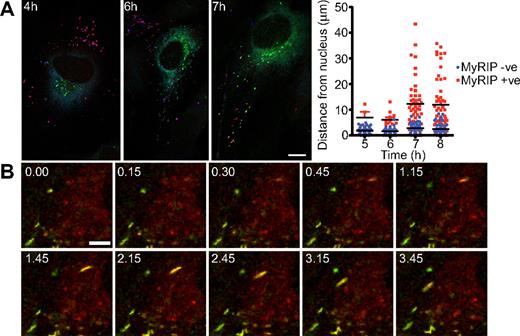 Figure 4. Acquisition of MyRIP expression is coincident with more peripheral WPBs. (A) HUVECs were transfected with VWF-GFP, and cells were fixed and stained for immunofluorescence after 4, 5, 6, 7, and 8 hours. Maximum intensity projection of confocal images was constructed, and expression of MyRIP (red), total VWF (blue), and newly made VWF-GFP was determined (images are shown at 4, 6, and 7 hours). Scale bar represents 10 μm. The distance of VWF-GFP–positive WPBs from the nucleus was determined from 5 cells at each time point and the MyRIP-negative (blue) and MyRIP-positive (red) WPB plotted. Black bars represent the mean distance values; red error bars, SD. (B) Images taken from a 5-minute movie showing the acquisition of Rab27a-mcherry and MyRIP-GFP. Time points are indicated. Scale bar represents 5 μm. Images were acquired on a SP5 confocal microscope with a 2.513A pinhole at one frame every 5 seconds.