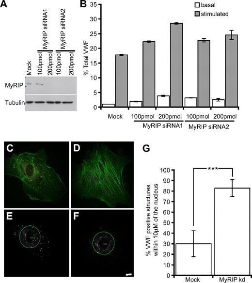 Figure 5. siRNA-mediated knockdown of MyRIP increases stimulus-induced exocytosis of VWF and results in fewer peripheral WPBs. (A) HUVECs were treated in 2 consecutive rounds with 2 different siRNA oligonucleotides (at both 100 and 200 pmol) directed against MyRIP or a control oligonucleotide (at the highest oligonucleotide concentration 200 pmol). Western blot analysis 48 hours after the second round showed down-regulation of MyRIP using a goat anti-MyRIP antibody, whereas tubulin levels were unaffected. (B) Samples of media were acquired after 30 minutes with and without 100 ng/mL PMA, and then cells were lysed and the VWF levels of each sample quantified by ELISA. Basal and stimulated release was normalized to total VWF. (C,E) Mock and (D,F) MyRIP (oligo 1, 200 pmol) and control siRNA-treated cells were plated out subconfluently and visualized by immunofluorescent staining. (C,D) Confocal images were acquired of MyRIP (red), VWF (blue), and actin (green). (E,F) A 40-μm circle was placed at the cell nucleus, and the percentage of VWF-positive structures (white) present inside and outside the circle was determined (“Quantification of WPB distribution” in “Methods”). (F) Scale bar represents 10 μm. (G) Eighteen to 20 cells were randomly selected from each condition from 3 separate experiments. The percentage present inside the 40-μm circle was plotted. ***P < .001 by Student t test and χ2 test.(B,G) Error bars represent SD.