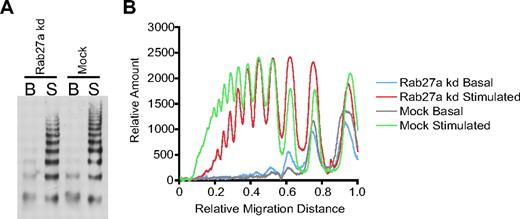 Figure 6. Multimer analysis of Rab27a knockdown and mock-treated HUVECs. (A) HUVECs were treated in 2 consecutive rounds with siRNA oligonucleotides directed against Rab27a or a control oligonucleotide. Samples of serum-free media were acquired after 30 minutes with and without 100 ng/mL PMA. The secreted VWF was concentrated 20-fold and loaded onto a 1.4% agarose multimer gel. The VWF multimer pattern was determined in 3 separate experiments; a representative gel is shown here. (B) Densitometry of multimer gel with the lowest-molecular-weight multimers appearing as peaks to the right of the graph.