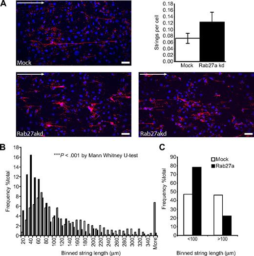 Figure 7. Formation of VWF strings in mock and Rab27a-depleted cells under flow. HUVECs were treated in 2 consecutive rounds with siRNA oligonucleotides directed against Rab27a or a control oligonucleotide, then seeded into μ-slides. HUVECs were stimulated with PMA and fixed under flow (“Flow analysis and quantification of VWF string length” in “Methods”). Fixed VWF strings were labeled with anti-VWF antibodies and imaged by confocal laser scanning microscopy. (A) Representative images of immunolabeled VWF strings released from mock (top panel) and Rab27a-depleted (bottom panels) cells. Arrow represents direction of flow. Bar represents 50 μm. (Inset graph) Number of strings per cell taking into account the number of cells per field of view. Data were collated from at least 5 fields of view taken from 3 separate experiments. Error bars represent SD. (B,C) The length of VWF strings released from either control or Rab27a-depleted cells was measured using LASAF software and binned into 10-μm divisions. Data were collated from at least 5 fields of view taken from 3 separate experiments. (B) Distribution of strings from Rab27a-depleted cells compared with mock-treated cells. Rab27a-depleted cells show a significant increase in shorter strings compared with mock control siRNA-treated cells. ***P < .001 by Mann-Whitney U test. (C) Distribution of strings more than and less than 100 μm.