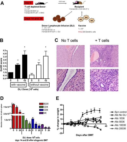 Figure 1. GVHD after a B6→B6 × C3H.SW T cell–depleted BMT is both subclinical and sublethal, with hepatic inflammation evident before development of weight loss, and a DLI dose-dependent reduction in lymphocyte reconstitution. (A) In all experiments, T cell–depleted bone marrow was given to irradiated F1 recipients on day 0, followed by a delayed DLI with or without a male DC vaccine on days 14 and 28. (B) Histopathologic analysis of liver GVHD with a dose escalation of DLI. * P < .01, compared with no DLI group, 5 mice/group. (C) Only the liver showed significant lymphocytic infiltration on day 42, shown at both original magnifications ×10 (top panels) and ×40 (bottom panels) from recipients of allogeneic bone marrow alone and allogeneic BMT followed by DLI. (D) Spleens harvested on day 42 were analyzed by flow cytometry for enumeration of lymphocyte subsets. The percentage of the lymphocyte subset was multiplied by the splenocyte count to obtain an absolute number of cells. *P < .01; **P < .001. (E) The DLI dose-response of 0 to 20 × 106 lymph node cells was compared for GVHD-associated weight loss, 5 or 6 mice/group.