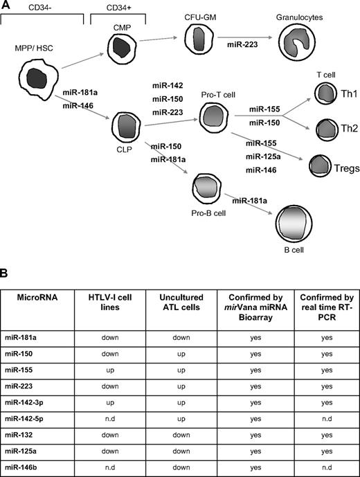 Figure 1. Deregulation of miRNA involved in hematopoiesis and innate immunity in HTLV-I–infected cells. (A) miRNA involved in the different steps of hematopoiesis and showing deregulated expression in HTLV-I–transformed cells in vitro and ATL tumor cells ex vivo. MPP indicates myeloid pluripotent progenitors, HSC, hematopoietic stem cells; CMP, common myeloid progenitors; CLP, common lymphocyte progenitors; and CFU-GM, colony-forming units granulocyte-macrophage. (B) Table representation of mature miRNA deregulated in HTLV-I–infected cells in vitro and ex vivo identified by mirVana miRNA Bioarrays platform and real-time RT-PCR. The miRNA enriched fraction was obtained by passing total RNA through a flashPAGE Fractionator apparatus (Ambion, Austin, TX). The 3′ ends of the RNA molecules were tailed and labeled using the mirVana miRNA Labeling Kit (Ambion) and analyzed as described in “Methods.” nd indicates not determined.