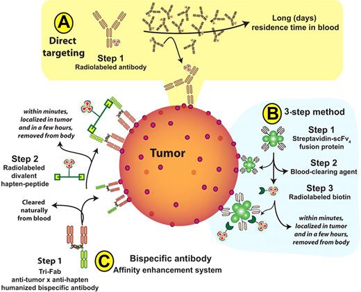 Principal methods for radioimmunotherapy. (A) Conventional directly-radiolabeled antibody. (B) Three-step pretargeted radioimmunotherapy (RIT) used by Pagel et al,4 comprising injection of streptavidin-antibody conjugate, followed by a clearing agent, and then administration of radiolabeled biotin. (C) Two-step bispecific, trivalent antibody (bsAb) pretargeted RIT (“affinity enhancement system”), whereby a bsAb is injected and binds to tumor with 2 of the 3 antibody arms. It is followed by injection of a radiolabeled hapten-peptide that binds to the third arm of the bsAb once the latter has cleared from the blood naturally.