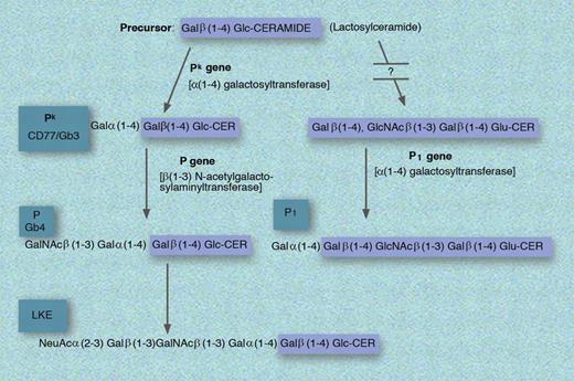 Biosynthesis of the P1, Pk, P, and LKE antigens. GLU indicates glucose; and CER, ceramide. Professional illustration by Marie Dauenheimer.