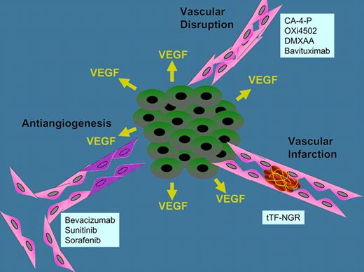 Three mechanisms for therapeutically targeting tumor vasculature, antiangiogenesis, vascular disruption, and vascular infarction, and examples of agents.