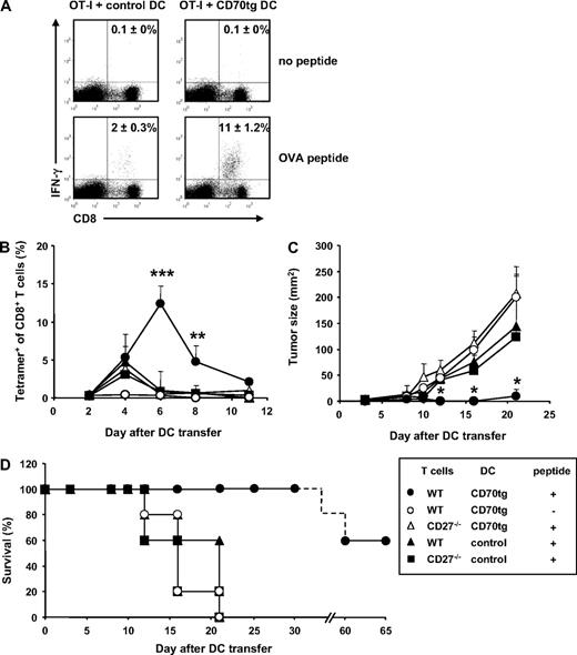 Figure 4. CTL effector functions after DC transfer. (A) Experimental set-up as outlined for Figure 2. CD8+ T cells harvested from spleens at day 5 after DC transfer were incubated in vitro for 5 hours in the presence or absence of OVA257-264 peptide and stained intracellularly for IFN-γ. Numbers in quadrants indicate the percentages of IFN-γ+ cells within the CD8+ T-cell population as means (±SEM) derived from 2 independent experiments with 2 mice per group. Flow cytometric plots are representative. (B-D) CD27−/− recipients were challenged subcutaneously with 105 B16-OVA tumor cells. Three days later, these mice received WT or CD27−/− OT-I T cells and the subsequent day OVA peptide-loaded or unloaded DCs derived from CD27−/− (control) or CD70tg;CD27−/− (CD70tg) donor mice. Test groups are indicated in the box. (B) Accumulation of OVA-specific CD8+ T cells, measured as outlined for Figure 2A. (C) Tumor size measured by caliper. Data represent mean values (+SEM) for 5 mice per group. (D) Survival data for the indicated groups of recipient tumor bearing mice. Asterisks indicate statistical significance between the groups that received control or CD70tg peptide-loaded DCs and WT T cells according to Student t test for *P < .05, **P < .01, and ***P < .001.