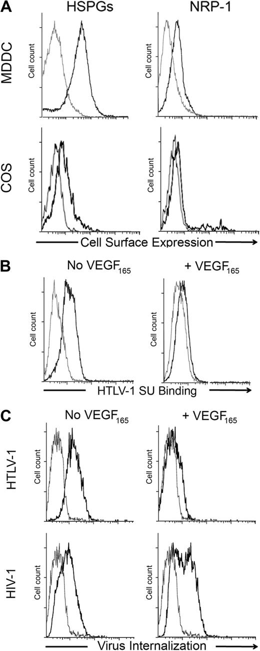 Figure 1. Exogenous VEGF165 inhibits HTLV-1 entry into primary DCs. (A) Cell- surface levels of HSPGs or NRP-1 on primary MDDCs and COS cells. The gray lines represent the isotype control; black lines, staining with the anti-HSPG (10E4) or anti-NRP-1 (BDCA4) mAb, as indicated. (B) Effect of exogenous VEGF165 on the binding of the HTLV-1 SU to MDDCs. MDDCs were incubated in the presence or absence of VEGF165 (50 ng/mL) for 30 minutes and then exposed to the HTLV-1 SU-rFc (black lines) or the control SU-ASLV-rFc (gray lines) and the level of binding determined. (C) Effect of exogenous VEGF165 on the internalization of HTLV-1 or HIV-1 into MDDCs. MDDCs were incubated in the presence or absence of VEGF165 (50 ng/mL) for 30 minutes and then with culture medium (gray lines) or 100 ng/mL of either HTLV-1 (top panels) or HIV-1 (bottom panels) virions (black lines). After 2 hours at 37°C, MDDCs were permeabilized, stained with an antibody directed against the viral core proteins (HTLV-1 MAp19 or HIV-1 CAp24), and virus internalization determined.