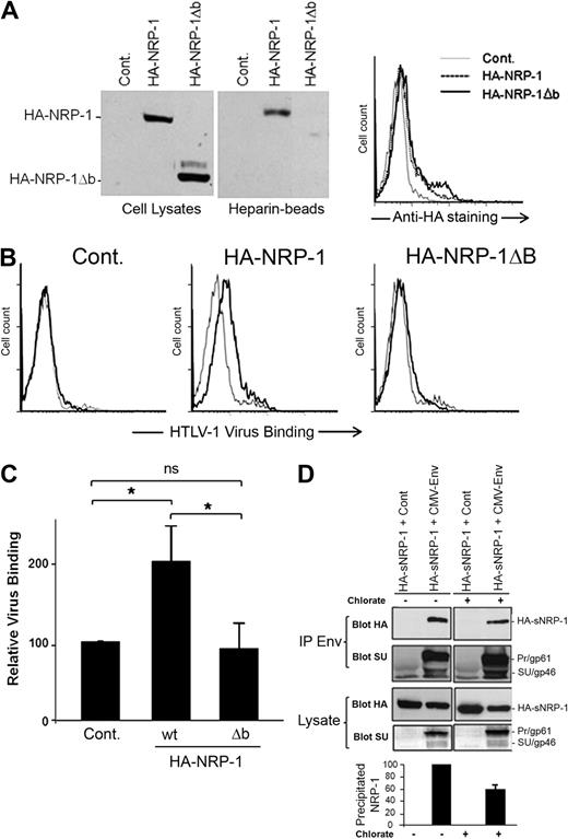 Figure 3. The HTLV-1 SU/NRP-1 interaction depends on the b domain of NRP-1 and on HSPGs. (A) Effect of the deletion of the b domain of NRP-1 on NRP-1 synthesis, binding to heparin, and cell-surface expression. COS cells were transfected with a control plasmid (Cont.) or a plasmid encoding either wild-type (wt) HA-NRP-1 or HA-NRP-1Δb. (Left panels) Total cell proteins and proteins pulled-down on heparin-coated Sepharose beads were analyzed by immunoblot using an anti-HA mAb. (Right panel) Transfected COS cells were stained with the anti-HA mAb and analyzed by flow cytometry. (B) Effect of deletion of the b domain of NRP-1 on HTLV-1 virus binding. COS cells transfected as in panel A were incubated with culture medium (gray lines) or concentrated supernatant from HTLV-1–infected T cells (black lines), and the level of binding of HTLV-1 virions was determined. (C) Quantification of the level of HTLV-1 virus binding to COS cells overexpressing wt HA-NRP-1 or HA-NRP-1Δb. Results correspond to the ratio between the mean fluorescence intensity (MFI) of cells overexpressing either WT HA-NRP-1 or HA-NRP-1Δb and the MFI of control cells (×100) and are the mean ± SD of 3 independent experiments. *Statistically significant (unpaired t test analysis, 2-tailed P < .05). ns indicates not significant. (D) Effect of reducing HSPG synthesis on the formation of complexes between the HTLV-1 Env proteins and the ectodomain of NRP-1. COS cells were cotransfected with either the CMV-Env-LTR construct or a control plasmid and a plasmid encoding the soluble version of HA-NRP-1 (HA-sNRP-1). After 4 hours, cells were either left untreated (−) or treated with 30 mM sodium chlorate for 24 hours (+). Total proteins precipitated with an anti–HTLV-1 serum (IP Env) were examined by immunoblot using the anti-HA or the anti-SU mAb, as indicated. The levels of HA-NRP-1 and Env in cell lysates are also shown. The positions of HA-sNRP-1 and of the HTLV-1 Env precursor (gp61) and SU (gp46) are indicated. (Bottom panel) Quantification of the effect of sodium chlorate on the Env/HA-sNRP-1 coprecipitation. Results represent the normalized amount of HA-sNRP-1 coprecipitated with Env and are the mean ± SD of 2 independent experiments.