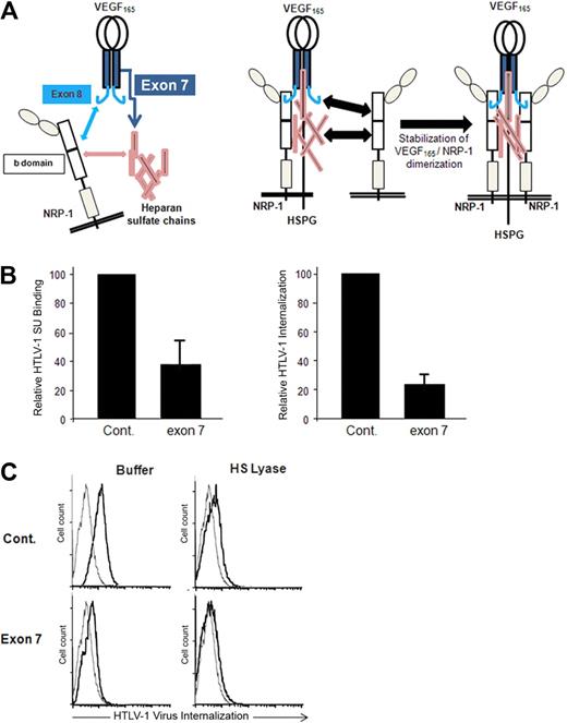 Figure 4. HTLV-1 interactions with primary CD4+ T cells and MDDCs are blocked by the HSPG-binding domain of VEGF165. (A) Schematic representation of the interactions between VEGF165, heparan sulfate chains, and NRP-1. (Left panel) The interactions between VEGF165 exon 7 and heparan sulfate chains (dark blue arrow), between VEGF165 exon 8 and the b domain of NRP-1 (light blue arrow), and between the b domain of NRP-1 and heparan sulfate chains (pink arrow). (Right diagram) The impact of these interactions on the formation of HSPG/NRP-1/VEGF165 complexes and on NRP-1 dimerization. The subsequent recruitment of VEGF-R2 by VEGF165 bound to HSPG/NRP-1 complexes is not depicted. (B) Effect of the VEGF165 exon 7 peptide on HTLV-1entry into CD4+ T cells. Primary activated CD4+ T cells were incubated for 30 minutes with either a peptide homologous to a portion of VEGF165 exon 7 or a control peptide of the same length and the levels of HTLV-1 SU binding (left histogram) or HTLV-1 virus internalization (right histogram) determined. The data are normalized to the control peptide (100%) and are the mean ± SD of 1 representative experiment of 2 performed. (C) Effects of HS lyase and exon 7 peptide on HTLV-1 entry into DCs. DCs were resuspended in HS lyase buffer and incubated in the presence or absence of HS lyase. The cells were then washed, incubated for 30 minutes with either the control peptide or VEGF165 exon 7 peptide, and incubated with either culture medium (gray lines) or HTLV-1 virions (black lines), and the extent of HTLV-1 virus internalization was determined.