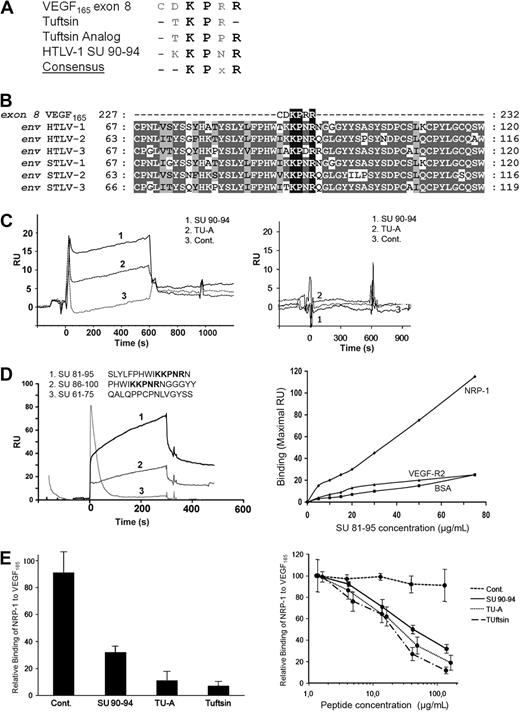 Figure 5. The HTLV-1 SU contains a KPxR motif homologous to the VEGF165 exon 8 domain. (A) Sequence alignment between the VEGF165 exon 8 domain, the exon 8–like peptides Tuftsin and Tuftsin analog, and the aa 90-94 region of the HTLV-1 SU. The conserved consensus KPxR motif deduced from the alignment is also shown. (B) Local sequence alignment of VEGF165 exon 8 sequence with the region of the HTLV/STLV SUs encompassing the KPxR motif. Sequence positions corresponding to conserved and chemically homologous residues between viral sequences are highlighted in dark and light gray, respectively, and the KPxR motif is highlighted in black. The UniProt sequences used for the alignment are, respectively, VEGFA_HUMAN, ENV_HTL1A, ENV_HTLV2, ENV_HTL3P, O41897_9STL1, O09243_9DELA, and Q6XQ01_9DELA. The numbering refers to the complete unprocessed sequences. (C) In vitro binding of exon 8–like peptides to NRP-1 in the BIAcore system. The SU 90-94 peptide, Tuftsin analog (TU-A), or the control peptide (Cont.) was injected (15 μM each) on either recombinant NRP-1 (left panel) or recombinant VEGF-R2 (right panel) previously immobilized on the sensor chip. The sensorgram displays the kinetics of peptide binding after injection (time 0) and is 1 representative experiment of 2 performed. RU indicates resonance unit. (D) In vitro binding of longer SU peptides to NRP-1 in the BIAcore system. Fifteen-mer SU peptides either containing or lacking the KPxR motif (shown in bold) were injected (10 μM each) on recombinant NRP-1 immobilized on the sensor chip. (Left panel) The kinetics of peptide binding to NRP-1 after injection (time 0), which is 1 representative experiment of 2 performed. (Right panel) The binding of the SU 81-95 peptide on NRP-1, corresponding to the maximal RU value of the binding curve, and the absence of binding on BSA or VEGF-R2. (E) The SU 90-94 and exon 8–like peptides compete with VEGF165 for NRP-1 binding. (Left panel) Recombinant NRP-1 was injected on immobilized VEGF165 in the presence of buffer or of the SU 90-94, Tuftsin, Tuftsin analog (TU-A), or control peptide (100 μM each). The maximal RU value of each curve was used to quantify NRP-1 binding to VEGF165, and binding was normalized to condition without peptide (100%). Data are the mean ± SD of 2 independent experiments. (Right panel) Dose-dependent inhibition of the NRP-1/VEGF165 interaction by the SU 90-94 and exon 8–like peptides.