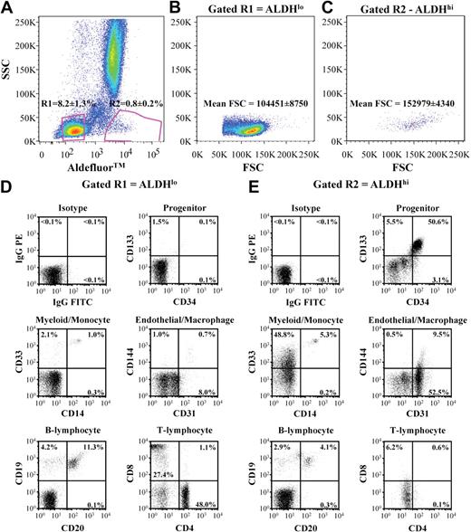 Figure 1. Purification and cell surface marker expression of ALDHlo and ALDHhi cells isolated from human BM. (A) Human BM cells were selected for low side scatter and low (R2 = 8.2% ± 1.3%) or high (R3 = 0.8% ± 0.2%) Aldefluor fluorescence (n = 11). (B,C) ALDHhi cells showed increased forward scatter mean fluorescence intensity compared with ALDHlo cells. (D,E) Representative FACS of ALDHlo and ALDHhi cells for human cell surface markers expressed on primitive progenitors (CD34, CD133), monomylocytic cells (CD14, CD33), ECs (CD31, CD144), B lymphocytes (CD20, CD19), and T lymphocytes (CD4, CD8).