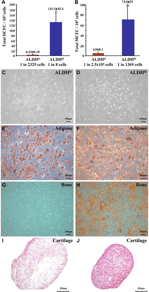 Figure 4. Human BM ALDHhi cells are enriched for multipotent HCFCs and MCFCs. (A) ALDHhi cells cultured in methylcellulose media established hematopoietic colonies (1 HCFC in 8 cells) at an increased frequency compared with ALDHlo cells (1 HCFC in 2500 cells; *P < .05, n = 6). (B) ALDHhi cells cultured in Amniomax media established mesenchymal colonies (1 MCFC in 1370 cells) at an increased frequency compared with ALDHlo cells (1 MCFC in 2.5 × 104 cells; *P < .05, n = 5). ALDHlo- and ALDHhi-derived MCFCs (C,D) were differentiated into adipocytes (E,F), osteocytes (G,H), or chondrocytes (I,J). ALDHhi-derived MCFCs demonstrated multilineage differentiation forming adipocytes (Oil Red O+), osteocytes (Alizarin Red+), and chondrocytes (Safranin O+) in secondary cultures. ALDHlo-derived MCFCs showed reduced differentiative capacity (n = 3).