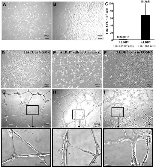 Figure 5. Human BM ALDHhi cells cultured in mesenchymal- or endothelial-supportive conditions form cellular networks in secondary Matrigel cultures. (A) Human BM ALDHlo and ALDHhi cells cultured in complete EGM-2 media formed colonies at 9 to 14 days of culture. (B) Only ALDHhi colonies established proliferative outgrowth. (C) ALDHhi cells showed an increased frequency of colony formation (1 CFC in 1464 cells) compared with ALDHlo cells (1 CFC in 4.2 × 105 cells; *P < .05, n = 4). (D-F) HAECs cultured in EGM-2 media, ALDHhi cells cultured in Amniomax media, and ALDHhi cells cultured in EGM-2 were tested for spontaneous tubule forming capacity in secondary Matrigel assays. (G) Mature HAECs formed patterned multinucleated tubule networks. (H) ALDHhi MCFCs grown in Amniomax aggregated into organized cellular networks with elongated tubule-like cellular morphology. (I) ALDHhi cells grown in EGM-2 media also aggregated into cellular networks forming tubule-like structures with more diffuse cellular connections (n = 3).