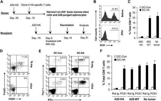 Figure 1. CD4+CD25+ TReg cells are critical for posttransplantation tumor-specific T-cell tolerance. (A) Schematic view for a syngeneic transplantation model that used clone 4 HA-specific transgenic T cells. Donor mice were transferred with A20-HA on day −25 and naive clone 4 T cells on day −15. On day −10, recipients were injected with A20-HA. On day 0, splenocytes and bone stem cells were harvested from tumor-bearing donor mice. Recipient mice were irradiated and then injected with a graft composed of Lin−c-Kit+ stem cells and A20 lymphoma–purged splenocytes. (B) Purging of A20 lymphoma cells. The percentage of B220+ B cells before and after purging is indicated. (C) Syngeneic transplantations were set up using A20-HA, A20-WT, or without tumors (No tumor). Fourteen days after transplantation, mice were vaccinated with mature DCs pulsed with either HA peptide (DC-HA) or a control peptide (DC-Con). Seven days after vaccination, splenocytes were analyzed for activation of HA-specific CD8 T cells. The mean percentage (± SD; n = 4) of IFN-γ–secreting HA-specific T cells among total CD8 T cells is shown. (D-F) Syngeneic transplantations were set up with the use of A20-HA, A20-WT, or without tumors (No tumor). Seven days after transplantation, mice were treated with either 0.3 mg PC61 or rat Ig daily for 3 days. Fourteen days after transplantation, mice were vaccinated with DC-HA or DC-Con. Seven days after vaccination, splenocytes were analyzed for the percentage of CD4+CD25+Foxp3+TReg (D); the percentage of IFN-γ–secreting HA-specific T cells (Thy1.1+IFN-γ+) among total CD8 T cells in A20-HA bearing mice is shown (E); and the mean percentage (± SD; n = 4) of IFN-γ–secreting HA-specific T cells among total CD8 T cells is shown (F). Representative results of 3 independent experiments are shown.