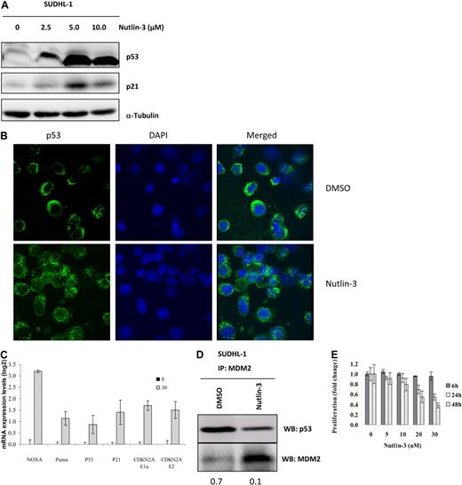 Figure 3. Treatment of ALK-expressing cells with nutlin-3 stabilizes p53 leading to growth arrest. SUDHL-1 cells were treated with increasing doses of nutlin-3 (2.5-5 μM) for 48 hours, at which point cells were lysed and assayed by Western blot analysis for the expression of p53 and its downstream target p21 (A). Confocal microscopy of SUDHL-1 cytospin preparations revealed increased nuclear localization of p53 after nutlin-3 treatment for 48 hours (B). Transcript levels of p53 downstream targets were monitored by qRT-PCR after 48 hours of 20 μM nutlin-3 treatment (C). IPs for MDM2 were performed 48 hours after treatment with 20 μM nutlin-3 and bound p53 detected by Western blot analysis. Numbers represent ratios of arbitrary units after densitometric analysis of p53 and MDM2 protein levels (D). Cells were exposed to increasing doses of nutlin-3 for 6, 24, or 48 hours and monitored for cell growth by AlamarBlue incorporation (E). Error bars represent SDs of the mean. All experiments were performed at least in triplicate.