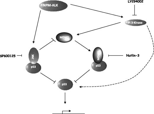 Figure 7. NPM-ALK regulates a dynamic equilibrium to inactivate the p53 tumor suppressor pathway. NPM-ALK activates the JNK SAP kinase and PI 3-kinase/Akt pathways as previously reported.6,24 These pathways act to sequester and inactivate p53 via direct binding to JNK or MDM2 leading to degradation via the proteosome. JNK also targets MDM2 for degradation. PI 3-kinase activity leads to tethering of p53 protein to cytoskeletal structures in the cytoplasm, where it is primed for nuclear entry (represented by a curved dashed arrow).