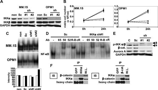 Figure 5. Down-regulation of IKKα triggers significant growth inhibition without altering NF-κB activity. (A) MM.1S and OPM1 cells were transfected with either scrambled (Sc) or 2 different IKKα shRNA. Whole-cell lysates were immunoblotted with anti-IKKα, IKKβ, and GAPDH Abs. (B) Nontransfected (non, ●), scramble-shRNA transfected (Sc, ■), IKKα sh1 (▴), or IKKα sh2 (♦) transfected MM.1S (left panel) and OPM1 (right panel) cells (0.25 × 106/mL) were cultured for 48 hours. Cell viability was determined by trypan blue exclusion. (C) MM.1S and OPM1 cells were transfected with Sc or IKKα shRNAs. Nuclear extracts were subjected to EMSA to assess NF-κB activity. The intensity of the bands was digitalized by ImageJ software and indicated as fold increase relative to nontransfected cells. (D) To determine the role of Rel family proteins mediating NF-κB activity in OPM1 cells before and after IKKα shRNA 1, supershift assays were carried out using anti-p65, p50, p52, and RelB (R-B) Abs. (E) MM.1S cells were transfected with Sc or IKKα shRNAs. Whole-cell lysates were immunoblotted with anti-p-IKKα/β, -β-catenin, -Aurora-A, and -GAPDH Abs. (F) MM.1S cell lysates were immunoprecipitated with anti-GFP, -IKKα, or -β-catenin Abs and then immunoblotted with anti-IKKα or -β-catenin Abs. Whole-cell lysates (W.L.) served as a protein loading control for IKKα and β-catenin.