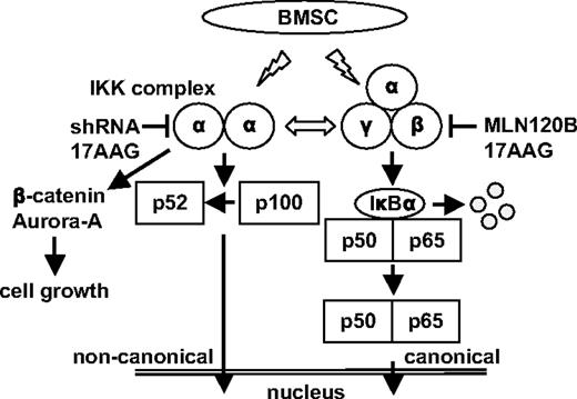 Figure 7. NF-κB activity in MM cells. MM cells express both canonical and noncanonical NF-κB activity. In MM cells, both canonical and noncanonical NF-κB pathways are activated, and there is possible cross-talk signaling between each pathway. BMSCs activate canonical and noncanonical NF-κB pathways in MM cells. Both canonical and noncanonical pathways should be blocked to inhibit total NF-κB activation in the context of the MM microenvironment. IKKα knockdown induces down-regulation of β-catenin and Aurora-A expression independent of NF-κB inhibition.