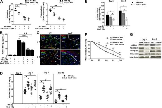 Figure 4. Defective release of active TGF-β1 is due to impaired adhesion resulting in defective phagocytosis of apoptotic PMN by macrophages in Vav3−/− mice. (A) In vitro adhesion and phagocytosis of WT and Vav3−/− Mφ cocultured with CMRA-labeled Vav1−/−/Vav3−/− or WT apoptotic PMN for 15 minutes (adhesion; left panel) or 45 minutes (phagocytosis; right panel) assessed by flow cytometry as CMRA+F4/80+ conjugates. Results are expressed as percentages of PMN-binding Mφ of the total Mφ count (PMN-binding Mφ × 100/total number of Mφ). Each symbol indicates the median of a triplicate analysis. *P < .05; **P < .005. (B) Active TGF-β1 concentrations measured by ELISA in supernatants of unstimulated WT and Vav3−/− Mφ and in cocultures between Mφ and PMN of the indicated genotypes. Data given as mean ± SD (n = 4). **P < .005. (C) Active TGF-β1–producing Mφ (yellow) identified by immunostaining of cryosections from 3- and 5-day-old Vav3−/− and WT wounds for TGF-β1 (red) and F4/80 (green). Cell nuclei are counterstained with DAPI (blue; original magnification ×20, scale bar indicates 150 μm; he, hyperproliferative epidermis; we, wound edge; and gt, granulation tissue). (D) Statistical analysis of 16 wounds derived from WT mice and from Vav3−/− mice after wounding and injection of viable WT Mφ (WT Mφ+) or of Vav3−/− Mφ (Vav3−/− Mφ+). Wound areas are expressed as percentages of the initial (day 0) wound size. Results represented as scatter plots. Bars indicate medians of each cohort (n = 4). *P < .05 by Mann-Whitney test. (E) Quantitative evaluation of active TGF-β1 measured by specific ELISA in lysates of 5- and 7-day-old wounds of WT mice and Vav3−/− mice after wounding and injection of viable WT Mφ (WT Mφ+) or Vav3−/− Mφ (Vav3−/− Mφ+) into wound margins. Results representative of 2 independent experiments are expressed as mean plus or minus SD (n = 4). *P < .05 by Student t test. (F) Lethally irradiated WT mice reconstituted with bone marrow from Vav3−/− mice reveal a significant delay in wound healing. Statistical analysis of 16 wounds per studied time point derived from lethally irradiated WT mice reconstituted with bone marrow from either WT (■) or Vav3−/− (□) mice were subjected to image analysis. Wound areas are expressed as percentages of the initial (day 0) wound size. Results given as mean ± SD (n = 4) reflect 1 of 2 independent experiments. *P < .05 by Mann-Whitney test. (G) Western blot analysis of expression levels of αSMA, TGFβ-RII and PECAM-1 equilibrated to total actin and vimentin levels in wound margins of WT and Vav3−/− bone marrow chimeric mice at days 5 and 7 after wounding (cWT, WT chimera with WT bone marrow; cVav3−/−, WT chimera with Vav3−/− bone marrow).