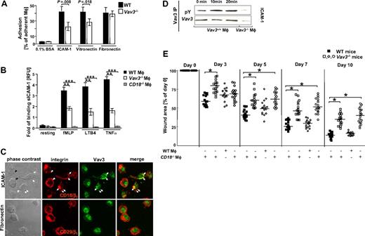 Figure 5. Vav3 is a downstream target of β2-integrin–dependent macrophage adhesion. (A) Adherence of TNFα-stimulated, CMFDA-loaded WT and Vav3−/− Mφ plated onto β1-integrin (fibronectin)–, β2-integrin (ICAM-1)–, or β3-integrin (vitronectin)–specific ligands or on 0.1% BSA as control is expressed as percentage of adherent Mφ related to input cells measured after 15 minutes of incubation. Representative results for 3 independent experiments are shown as mean ± SD (n = 3). P assessed by Student t test. (B) Binding of soluble ICAM-1/Fc-FITC by unstimulated (resting) or fMLP-, LTB4- and TNFα-stimulated WT, Vav3−/− and CD18−/− Mφ. Results are given in RFU, representing the ratio between the mean green fluorescence intensities of Mφ incubated with ICAM-1/Fc and Mφ incubated with human IgG for each stimulation. Bars indicate means ± SD of triplicate measurements and are representative for 3 different experiments. **P < .005; ***P < .001 by Student t test. (C) Confocal microscopy of WT Mφ plated for 15 minutes on ICAM-1 (top panel) revealed β2 integrins (CD18) (red) clustering at focal adhesion sites (open and filled arrows). Vav3 (green) colocalized with CD18 in more than 60% of the plated Mφ within the focal adhesion contacts (filled arrows). Colocalization is indicated by the yellow staining. No colocalization occurred between Vav3 and CD29 upon plating Mφ onto fibronectin (bottom panel). (D) Vav3 phosphorylation detected by Vav3 immunoprecipitation and subsequent blotting against anti-phosphotyrosine antibody (pY) induced 10 minutes or 20 minutes after plating Mφ on ICAM-1–coated plates. Total Vav3 levels served as loading controls, Vav3−/− Mφ served as technical controls. Data are representative of at least 3 independent experiments. (E) Injection of β2-integrin (CD18)−/− Vav3 competent Mφ into wound margins of Vav3−/− mice does not rescue the wound healing defect. WT or CD18−/− bone marrow–derived Mφ were injected at 4 sites into wound margins of Vav3−/− mice. Statistical analysis of 16 wounds of each studied time point derived from WT mice or from Vav3−/− mice after wounding and injection of viable WT Mφ (WT Mφ) or CD18−/− Mφ (CD18−/− Mφ+). Wound areas are expressed as percentages of the initial (day 0) wound size. Results represented as scatter plots. Bars indicate medians of each cohort (n = 4). *P < .05 by Mann-Whitney test.