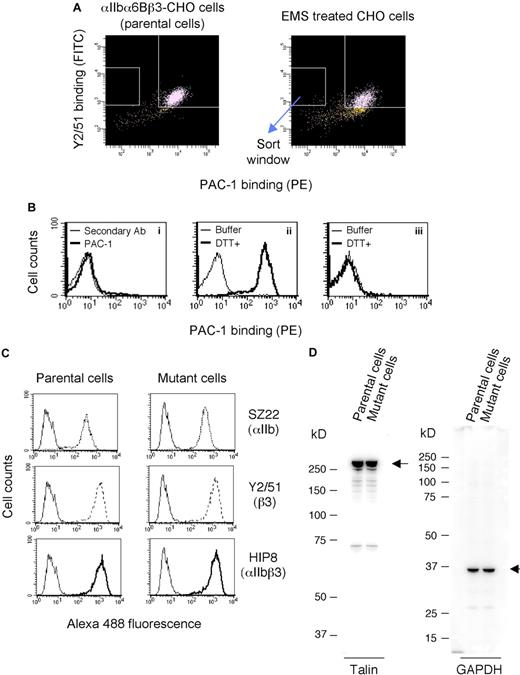 Figure 1. Establishment of mutant cells expressing inactivated αIIbα6Bβ3. (A) FACS sorting of mutant cells. CHO cells expressing constitutively activated αIIbα6Bβ3 (parental cells) were treated with a chemical mutagen EMS for 20 hours. After cell culture for 7 days, the cells were incubated with an activation-specific mAb against αIIbβ3, PAC-1 (conjugated with PE), and a β3-specific mAb Y2/51 (conjugated with fluorescein isothiocyanate). The cells that showed high levels of Y2/51 binding but did not bind PAC-1 were sorted out by a FACS. These cells were expanded and resorted, and then the mutant cells were cloned. (B) Characterization of mutant clones. Clones defective in PAC-1 binding were confirmed by flow cytometry (i), and the clones were examined for a phenotypic restoration of PAC-1 binding by DTT treatment (ii,iii). Nonspecific binding was shown by cells incubated with the secondary Ab alone (i). Mutant cells were treated with DTT or buffer and washed once, and then the cells were incubated with PAC-1 (ii,iii). (C) Flow cytometry showing expression of αIIbα6Bβ3 on parental or mutant cells. Cells were incubated with mAbs against αIIb (SZ22), β3 (Y2/51), and αIIbβ3 (HIP8). After washing, bound mAbs were detected with an AlexaFluor 488–conjugated secondary Ab. Nonspecific binding is shown by the cells stained with the secondary Ab alone (thin solid line). Results are a representative of 3 independent experiments. (D) Immunoblotting analysis of talin in the parental and mutant cells. Whole-cell lysates were electrophoresed, transferred to a polyvinylidene difluoride membrane, incubated with antitalin mAb or anti-GAPDH polyclonal Ab, and then detected by chemiluminescence.