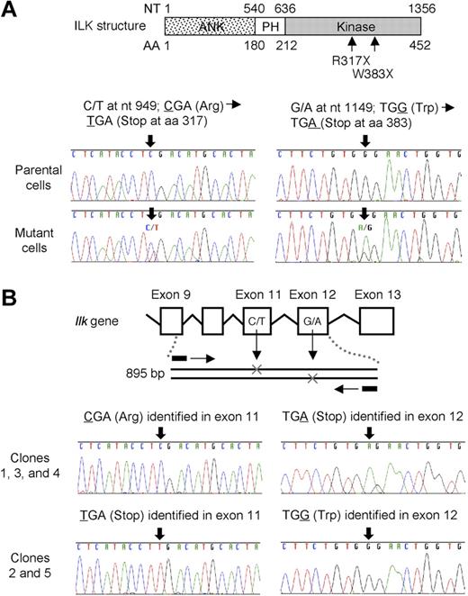 Figure 3. Sequence analysis of ILK mRNA and gene in mutant cells. (A) Analysis of ILK mRNA sequence. ILK mRNA of parental cells and mutant cells was amplified by RT-PCR and the PCR products were directly sequenced. Two different nonsense mutations R317X and W383X were identified in the ILK kinase domain in the mutant cells in a heterozygous state. (B) Analysis of the Ilk gene sequence. The 895-bp region encompassing exon 9 through exon 12 in the Ilk gene was amplified by PCR. The PCR products were subcloned into pCR4-TOPO vector and sequenced. The vector inserts included one or the other mutation.