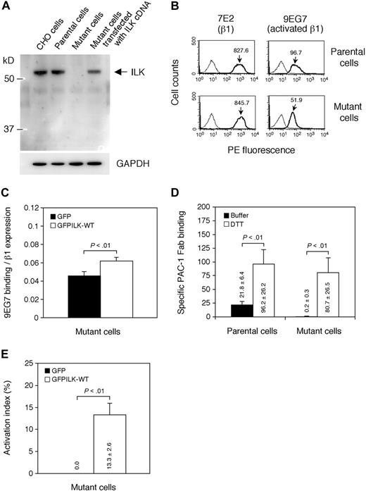 Figure 4. Analysis of ILK in mutant cells. (A) Immunoblotting using anti-ILK Ab. Whole-cell lysates obtained from CHO cells, parental cells, mutant cells, and mutant cells transiently transfected with rat ILK cDNA were electrophoresed on SDS-PAGE and immunoblotted with rabbit anti-ILK polyclonal or rabbit anti-GAPDH polyclonal Ab. (B) Flow cytometry showing expression of activated β1 integrins. Cells were incubated with mAb specific for hamster β1 (7E2) or activated β1 (9EG7). Bound mAbs were detected with PE-conjugated secondary Ab. A thin solid line represents nonspecific binding to cells stained with the secondary Ab alone. Results are representative of 3 independent experiments. The mean fluorescence intensities of 7E2 and 9EG7 binding are indicated on the histograms. (C) Effects of ILK expression on β1 integrin activation. Mutant cells were transiently transfected with GFP-fused wild-type ILK (GFPILK-WT) cDNA or GFP cDNA. After 72 hours, 9EG7 binding to transfectants was analyzed by flow cytometry. 9EG7 binding was expressed as binding normalized to β1 expression (7E2 binding). Data are mean plus or minus SD of 3 independent experiments. (D) Specific binding of PAC-1 Fab fragment to parental cells and mutant cells. Nonspecific binding of PAC-1 Fab fragment to cells was measured in the presence of Ro44-9883, and specific PAC-1 Fab binding was estimated by subtracting the MFI of nonspecific binding from the MFI of PAC-1 Fab binding to the indicated cells. Data are mean plus or minus SD of 3 experiments, and the calculated values are displayed on the graph. (E) The activation index of ILK-transfected mutant cells. The activation index using PAC-1 Fab was calculated by the formula shown in “Flow cytometry.” A value of 100% represents maximal PAC-1 Fab binding to the DTT-treated cells. Data are mean plus or minus SD of 3 independent experiments, and the values are displayed on the graph.