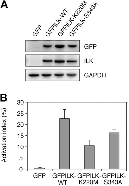 Figure 5. Effects of mutant ILKs lacking kinase activity in mutant cells. (A) Immunoblotting showing protein expression of GFPILK-WT and kinase-dead ILK mutants (GFPILK-K220M and GFPILK-S343A). Whole-cell lysates were electrophoresed on SDS-PAGE and immunoblotted with rabbit anti-GFP polyclonal, rabbit anti-ILK polyclonal, or rabbit anti-GAPDH polyclonal Ab. (B) The activation indexes of transfectants. The activation index was determined by the formula shown in “Flow cytometry.” A value of 100% represents maximal PAC-1 binding in the cells treated with DTT. Data are mean plus or minus SD of 3 independent experiments.
