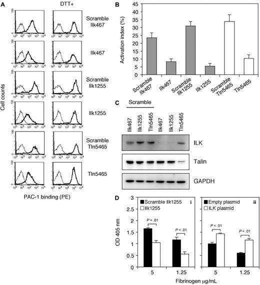 Figure 6. Effects of ILK siRNA on activated αIIbα6Bβ3 in parental cells. (A) Flow cytometric analysis of PAC-1 binding to siRNA transfectants. Parental cells were transiently transfected with scrambled siRNAs, ILK-specific siRNAs (Ilk467 and Ilk1255), or talin-specific siRNA (Tln5465) at a final concentration of 100 nM. After 72 hours, PAC-1 binding to transfectants was analyzed by flow cytometry in either DTT-treated or nontreated condition. The thin line histogram represents cells incubated with a PE-conjugated secondary Ab alone. Results are representative of 3 independent experiments. (B) The activation index of transfectants. The activation index was determined by the formula shown in “Flow cytometry.” Data are mean plus or minus SD of 3 experiments. (C) Immunoblotting of ILK and talin showing knockdown effects of siRNA transfection. Whole-cell lysates from the indicated transfectants were electrophoresed on SDS-PAGE and immunoblotted with rabbit anti-ILK polyclonal Ab, mouse antitalin mAb 8D4, and rabbit anti-GAPDH polyclonal Ab. (D) Adhesion of siRNA transfected cells or ILK-transfected cells to immobilized fibrinogen. (i) Parental cells were transiently transfected with scrambled Ilk1255 or Ilk1255 at 100 nM. After 72 hours, cell adhesion to microtiter wells coated with the indicated concentrations of fibrinogen was tested in triplicate. (ii) Mutant cells were transfected with an empty plasmid (2 μg) or a plasmid encoding rat ILK (2 μg), and cell adhesion was tested. Results are representative of 3 independent experiments. Data are mean plus or minus SD of triplicate measurements of optical density at 405 nm.