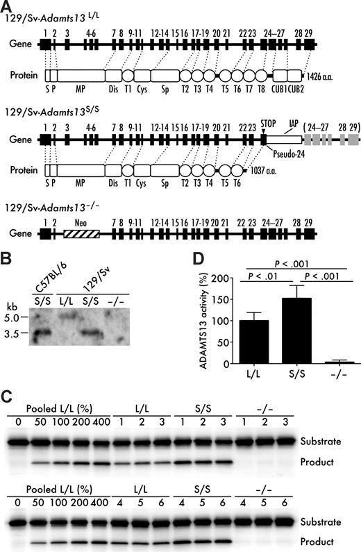 Figure 1. Generation of Adamts13S/S mice with 129/Sv-genetic background. (A) Gene and protein structure of ADAMTS13 in the wild-type (Adamts13L/L) 129/Sv mice, the Adamts13S/S mice on 129/Sv genetic background, and the Adamts13−/− mice on 129/Sv genetic background. An intracisternal A-particle (IAP) insertion into intron 23 creates a pseudo-exon 24 including a premature stop codon. ADAMTS13 with a truncated C-terminus is expressed mainly in Adamts13S/S mice. S indicates signal peptide; P, propeptide; MP, metalloprotease domain; Dis, disintegrin-like domain; T (numbered 1-8), thrombospondin type 1 motif domain; Cys, cysteine-rich domain; Sp, spacer domain; and CUB, complement components C1r/C1s, urchin epidermal growth factor, and bone morphogenic protein-1 domain. (B) Expression of Adamts13 mRNA in liver. Poly(A)+ RNA isolated from liver of indicated mice was probed with a 1.3-kb Adamts13 cDNA corresponding to exons 3 to 13. (C) GST-mVWF73-H assay. Plasma ADAMTS13 activity of indicated mice was measured using a recombinant mouse VWF73 peptide, GST-mVWF73-H. Results from 6 mice for each genotype are shown. Standard reactions using graded amounts of pooled plasma from 10 Adamts13L/L mice were performed simultaneously. (D) FRETS-VWF73 assay. Plasma ADAMTS13 activity in indicated mice was determined using a fluorogenic human VWF73 peptide, FRETS-VWF73. Data are mean ± SD of 6 mice for each genotype. The average activity measured in Adamts13L/L mice was arbitrarily defined as 100%.