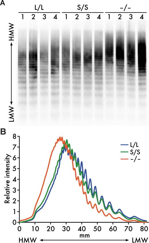 Figure 2. Plasma VWF multimers. (A) VWF multimer patterns. Plasma samples (1 μL/lane) from Adamts13L/L, Adamts13S/S, and Adamts13−/− mice were electrophoresed on SDS-agarose gels and transferred to nitrocellulose membranes. VWF multimers were detected with anti-VWF antibodies. (B) Relative intensities of plasma VWF multimers. The chemiluminescent intensities of the VWF multimer patterns (A) were scanned using image analysis software. An average of multiple lanes from 4 mice for each genotype is shown. HMW indicates high molecular weight; LMW, low molecular weight.