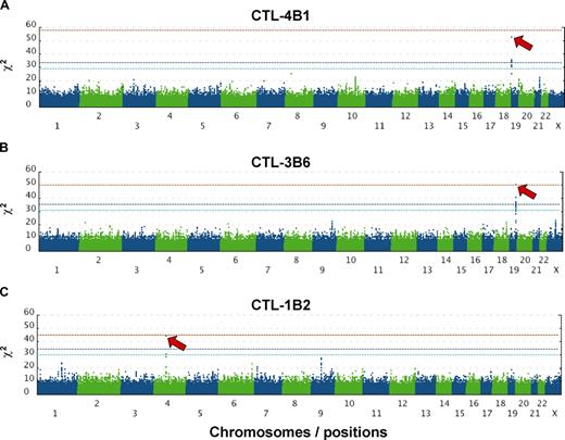 Figure 2. Genome-wide scanning to identify chromosome location of mHag. χ2 values were plotted against positions on each chromosome for each of 3 mHags recognized by CTL-4B1 (A), CTL-3B6 (B), and CTL-1B2 (C). Chromosomes are displayed in alternating colors. Threshold χ2 values corresponding to the genome-wide P = 10−3 (dark blue) and 10−2 (light blue), as empirically determined from 100 000 random permutations, are indicated by broken lines, while the theoretically possible maximum values are shown with red broken lines. The highest χ2 value in each experiment is indicated by a red arrow.