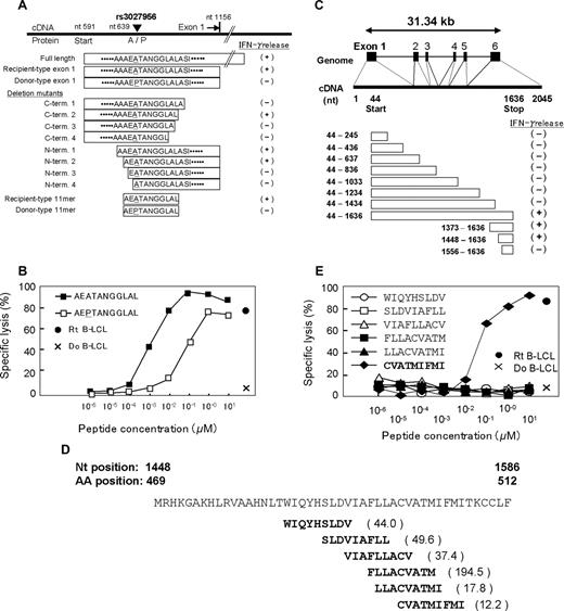 Figure 4. Epitope mapping. (A) Determination of the SLC1A5 epitope by deletion mapping. Plasmids encoding recipient full-length SLC1A5, exon 1 of recipient and donor, exon 1 with various N- and C-terminus deletions around the amino acid encoded by SNP rs51983014, and minigenes encoding AEATANGGLAL and its allelic counterpart AEPTANGGLAL were constructed and transfected into HLA-B*4002–transduced 293T cells. Interferon (IFN)-γ was assessed by ELISA (right column) after coculture of CTL-3B1 with 293T transfectants. (B) Epitope reconstitution assay with synthetic undecameric peptides, AEATANGGLAL and AEPTANGGLAL. (C) Structure of the UGT2B17 gene and screening of UGT2B17 cDNA and deletion mutants. HLA-A*0206–transduced 293T cells were transfected with each plasmid and cocultured with CTL-2B1. IFN-γ production from CTL-1B2 (right column) indicated that the epitope was likely encoded by nucleotides 1448-1586, including 30 nucleotides from position 1566 that could potentially encode part of the epitope. (D) Epitope prediction using the HLA Peptide Binding Predictions algorithm.19 Because HLA-A*0201 and -A*0206 have similar peptide binding motifs,30 the algorithm for HLA-A*0201 was used to predict candidate epitopes recognized by CTL-1B2. Values in parentheses indicate the predicted half-time of dissociation. (E) Epitope reconstitution assays with graded concentrations of synthetic nonameric peptides shown in panel D.